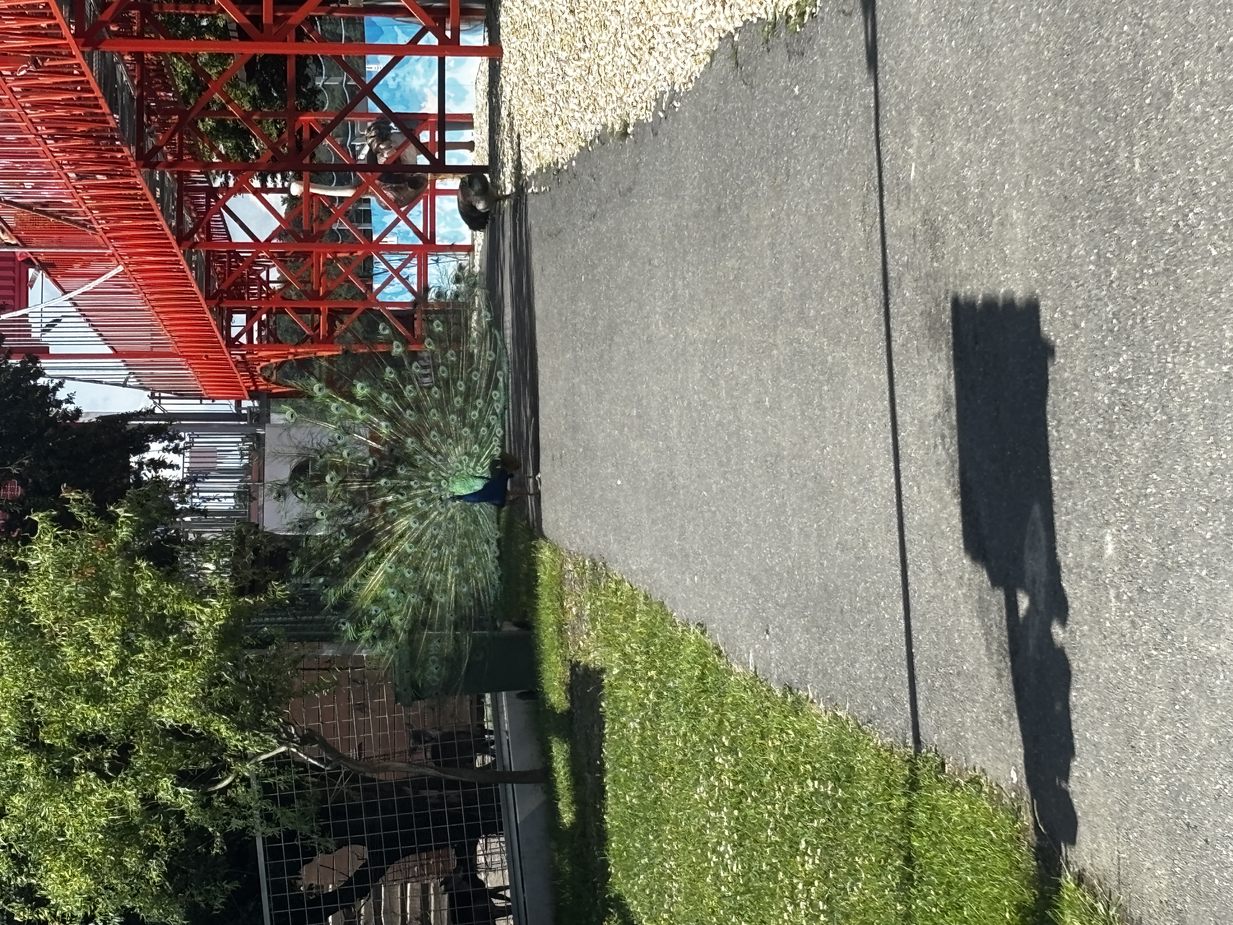 IMG 8953